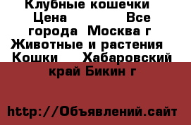 Клубные кошечки › Цена ­ 10 000 - Все города, Москва г. Животные и растения » Кошки   . Хабаровский край,Бикин г.